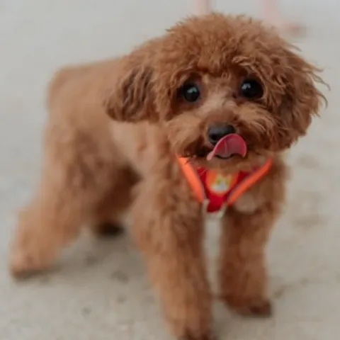 Penang Badminton Group 4896