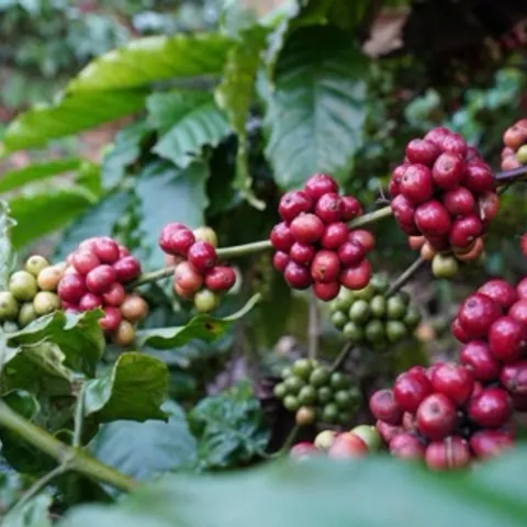 Simple Picklleball Nha Trang