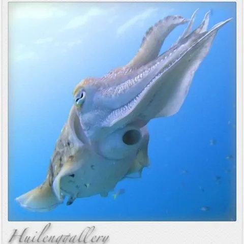 Underwater fun divers