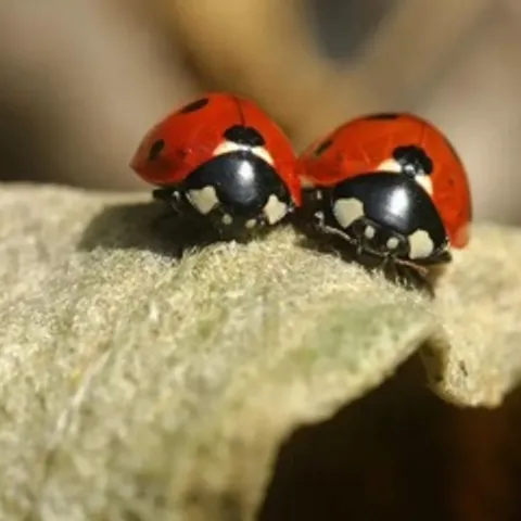 ladybird Badminton Club