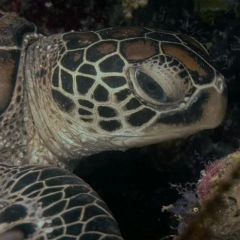 Saltwater Therapy Divers Club