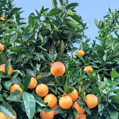 Morning Zombie Senayan