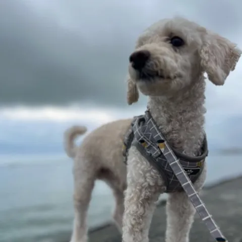 Dinkers Crew Club(DCC)