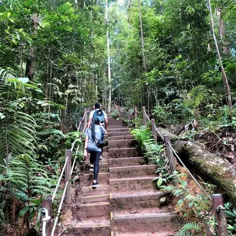 Bukit Timah Hill Walk
