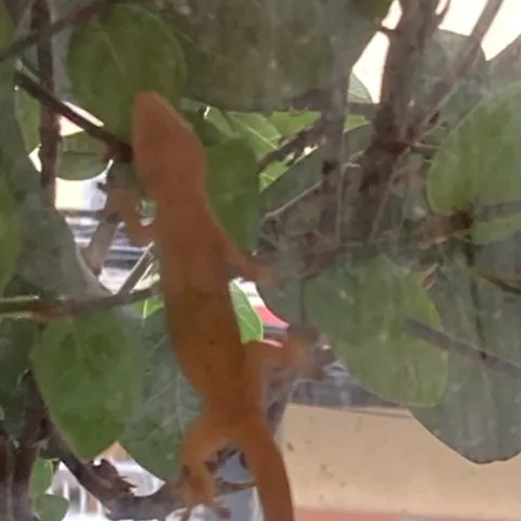 cầu lông quận 3