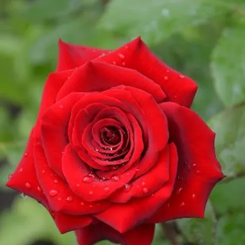 🌹Red ROSE COMMUNITY🌹