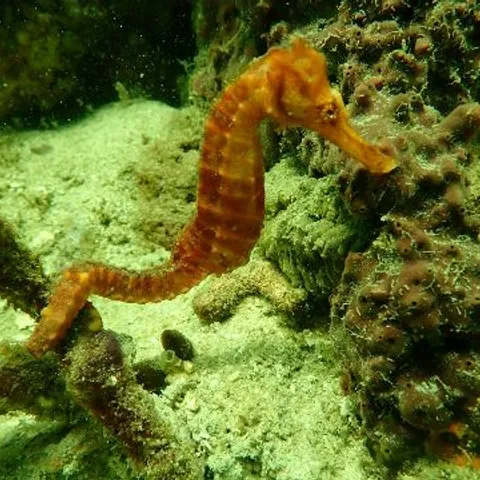 Sea-horsing Dive Stable 🇲🇾