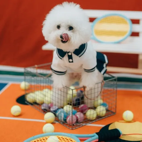 SNOWBALL PICKLEVIBES 