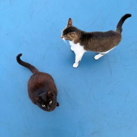 Ayo, Ayo!