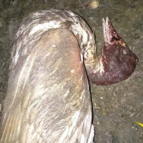 BNLD CRTL PICKLEBALL CLUB