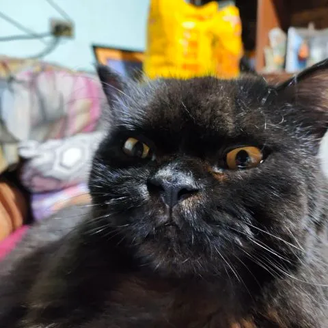 Pikol ni Fia
