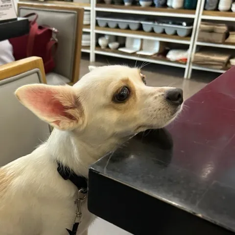 DINKIEDOO
