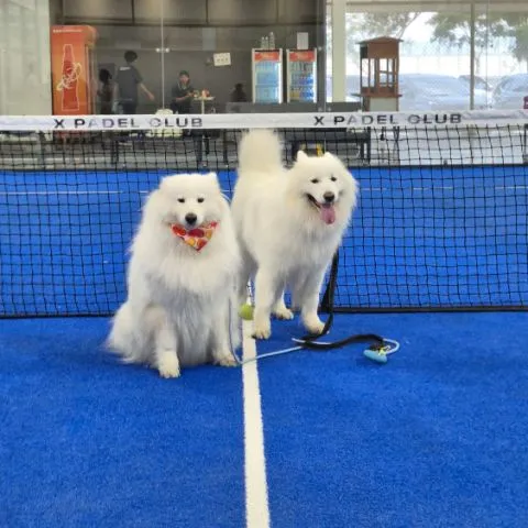 Rookie Padel No Ambi No Judes