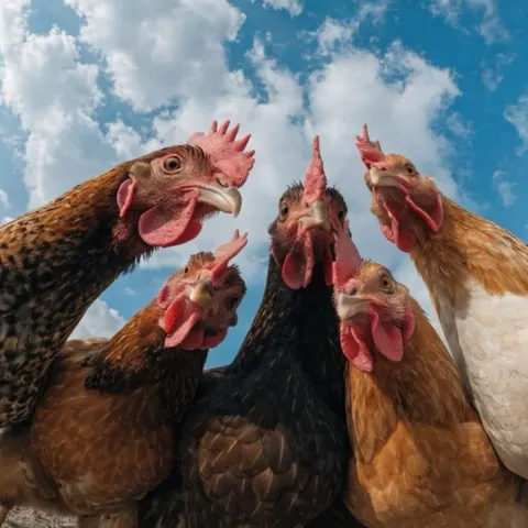Chicken Padel Club