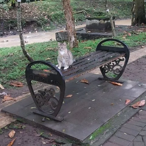 Jogging Sore