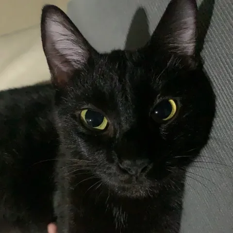 Pikolo 🧨