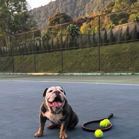 MABAR HAPY TENIS