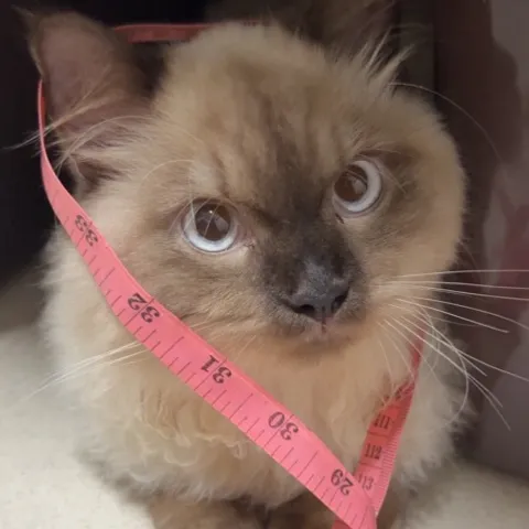Momo Picklers Club 🐈