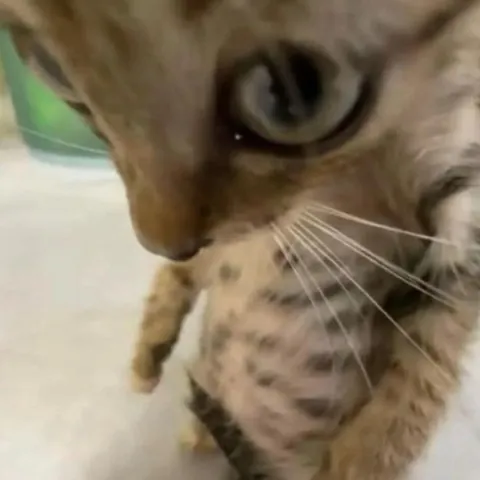 Teman Dikdik