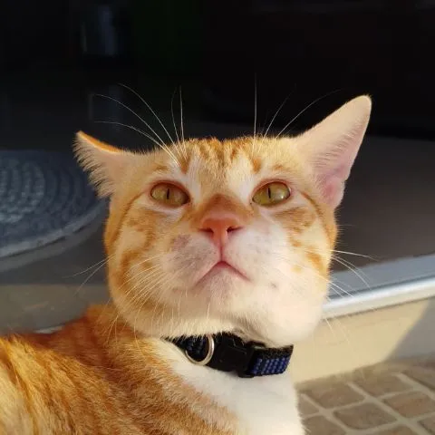 MeowDinks 🐾