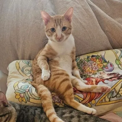 😺PicklePaw😺