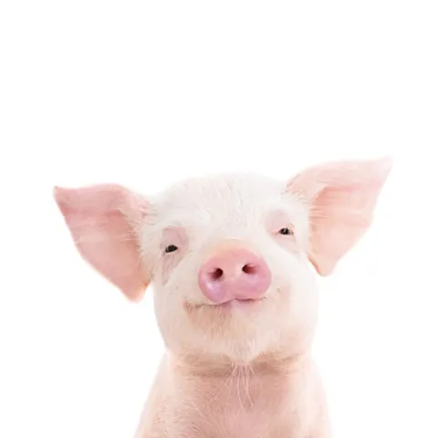 Pig pick pickel 🐽🤏🏻🥒