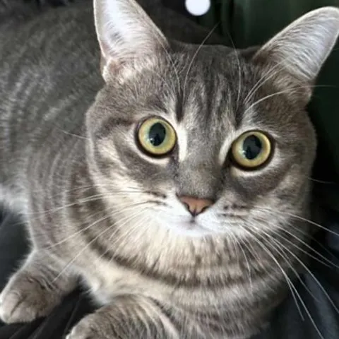 Tanjong Pagar community pingpong