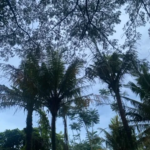 pepadel
