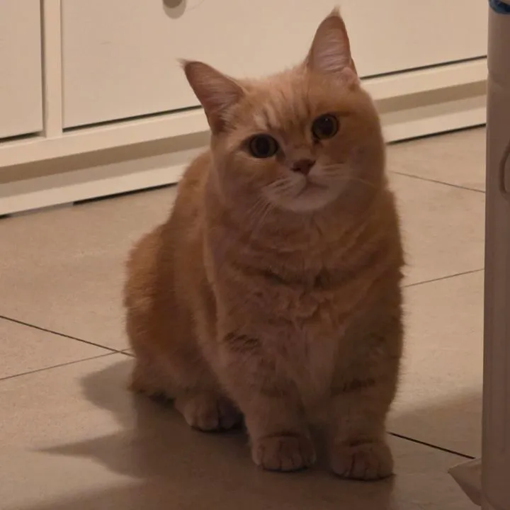 Clift Teh
