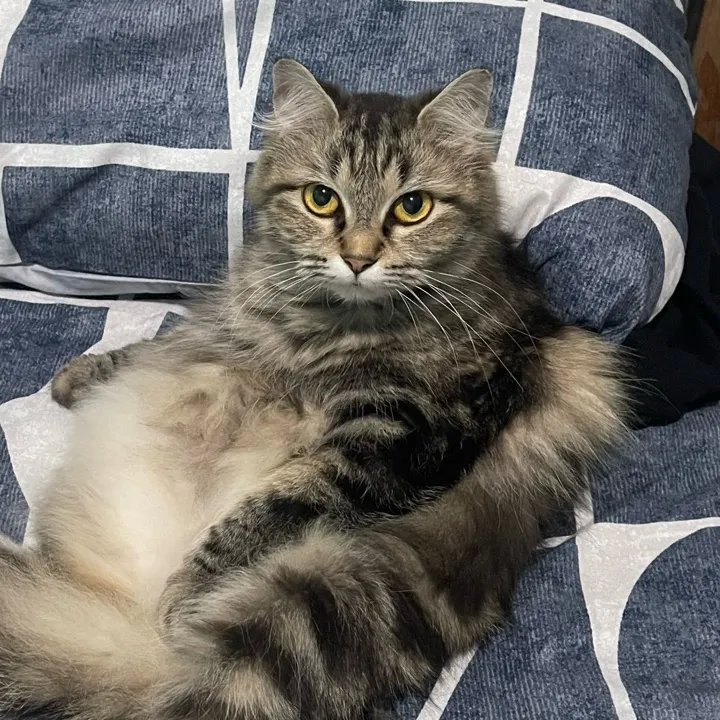 Amanda