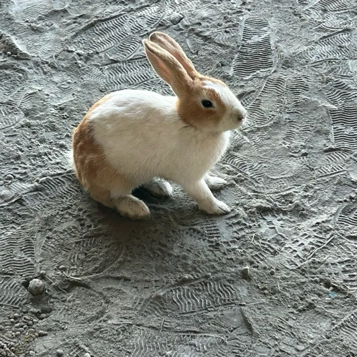 小佩