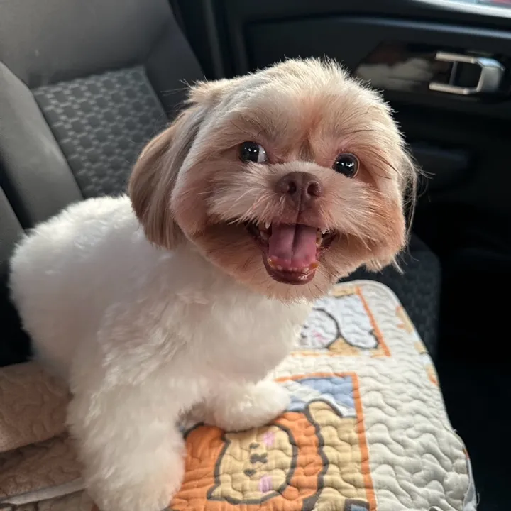 Annie avatar