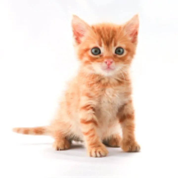 Alvin avatar