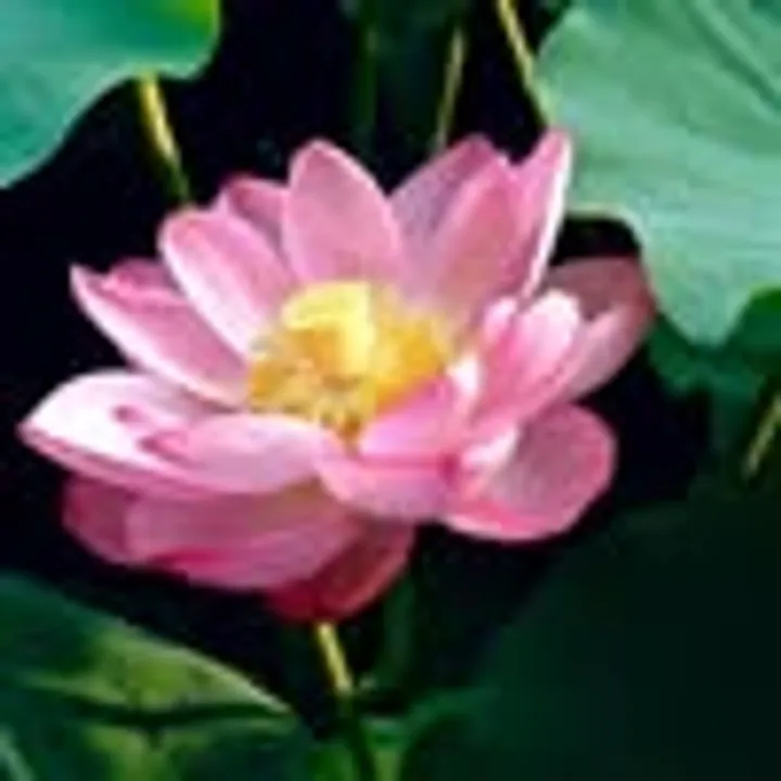 Quan Vita avatar