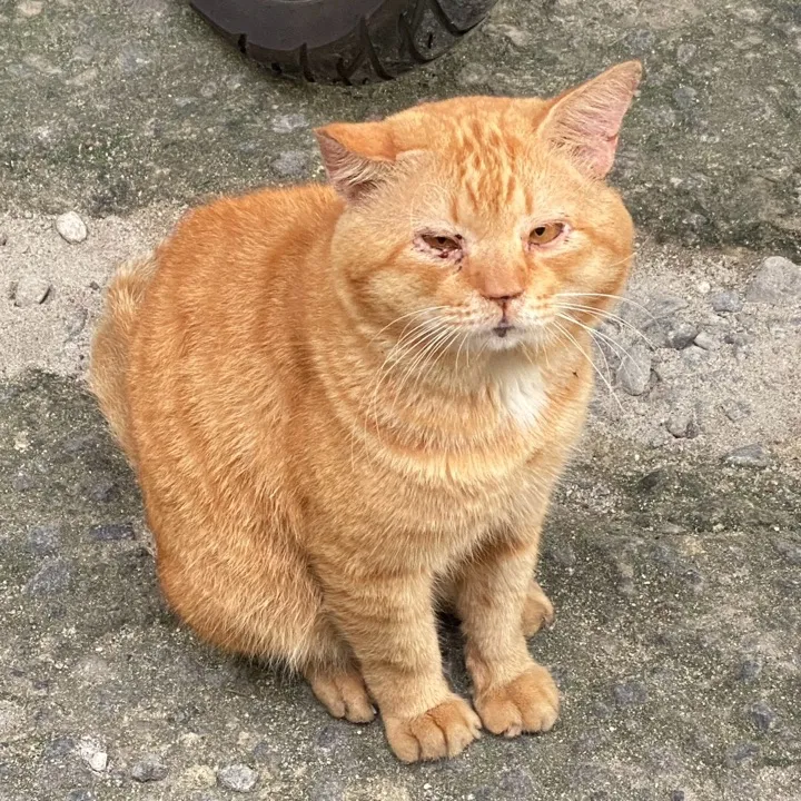 Eki