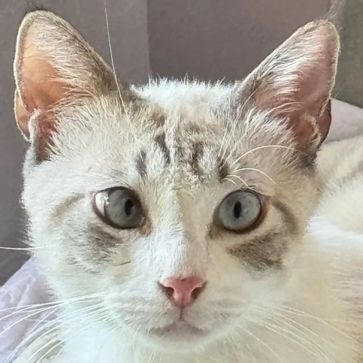 Ernest
