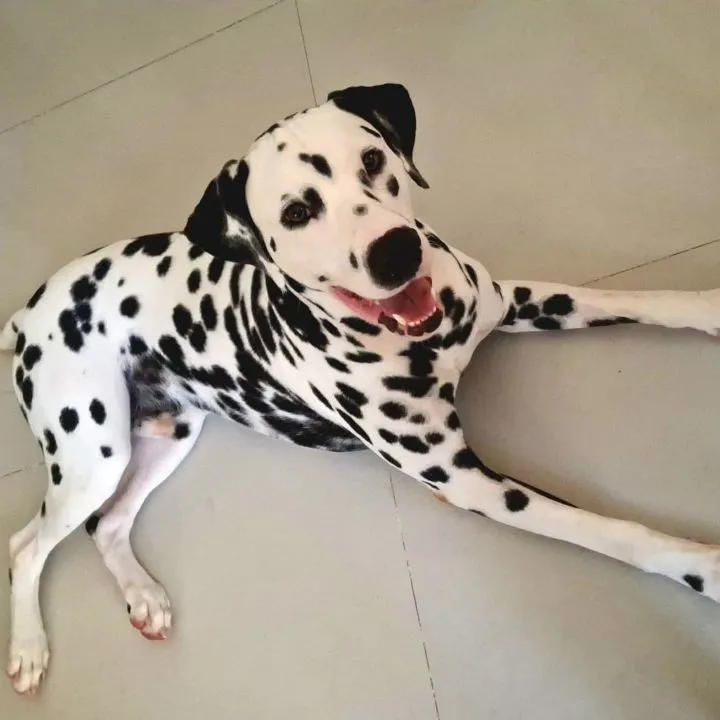 Big B