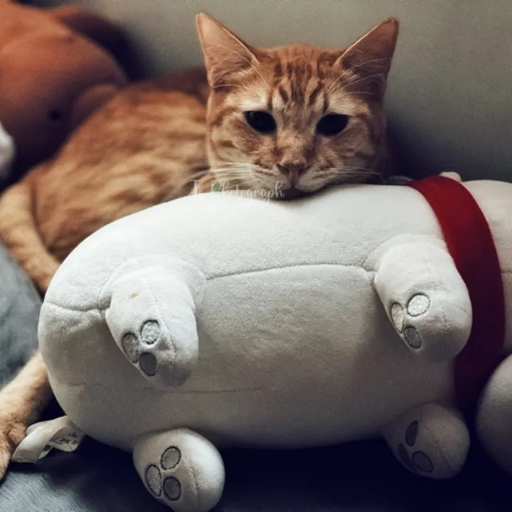 Jo 🦁