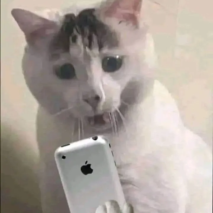 Pongs avatar