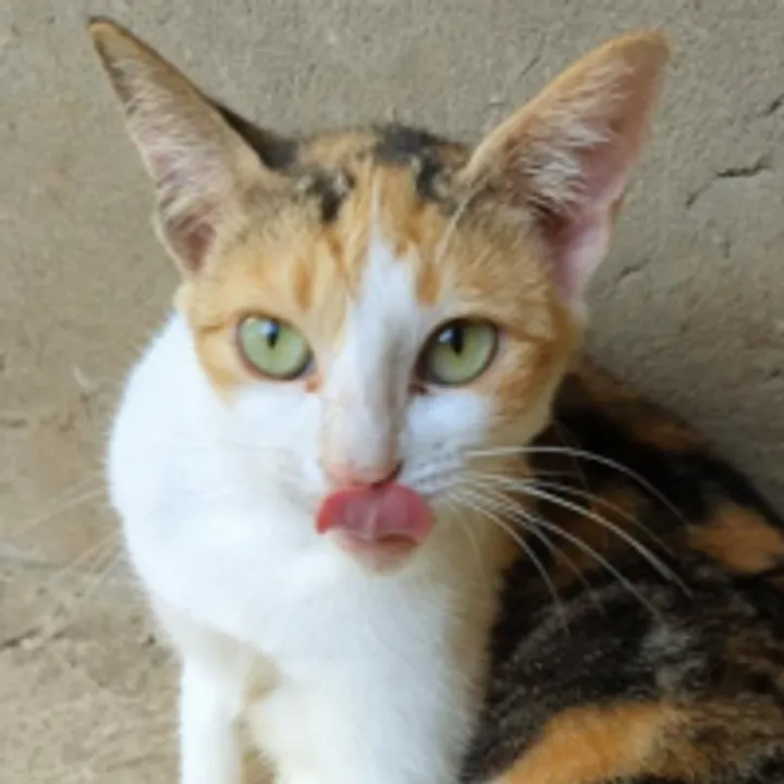 Queenie avatar