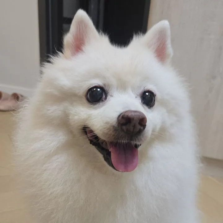 Yan