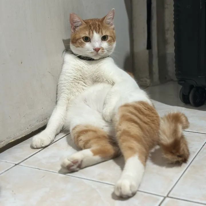 Gia