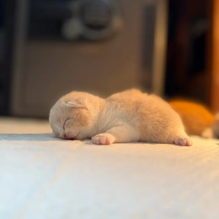 Billy avatar