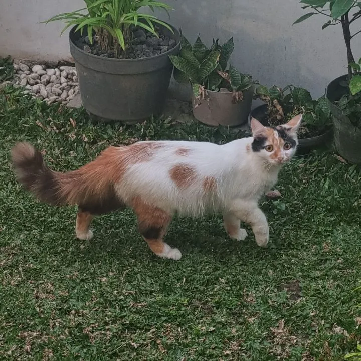 Dita