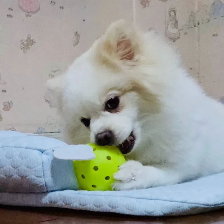 Ko(Go)