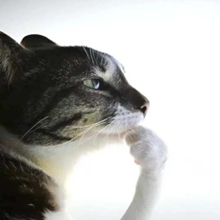 Anthony Flores avatar