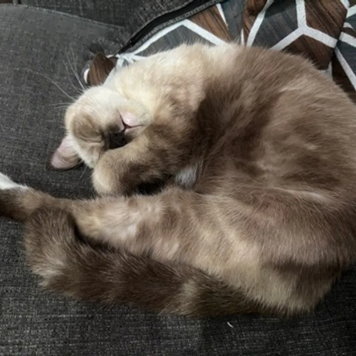 Raden Mas Tom avatar