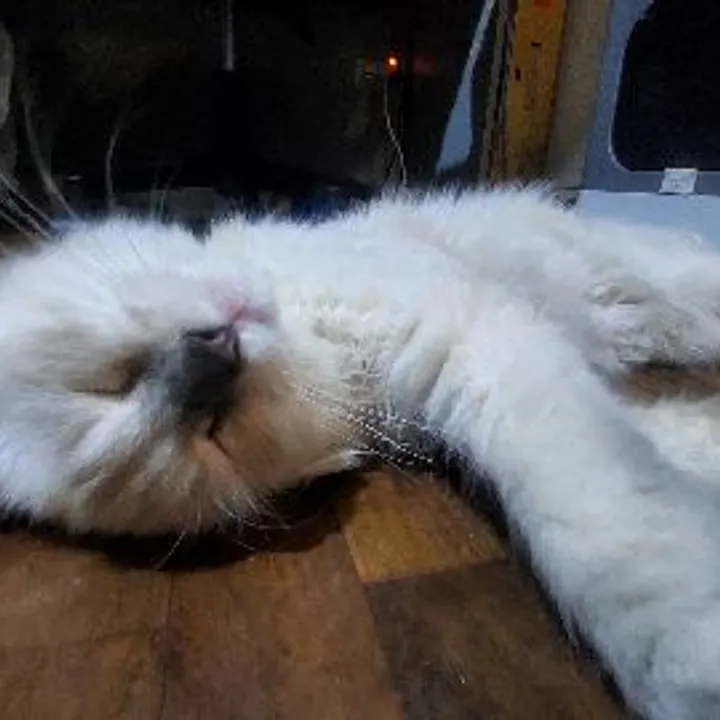 Kano Villaluz avatar