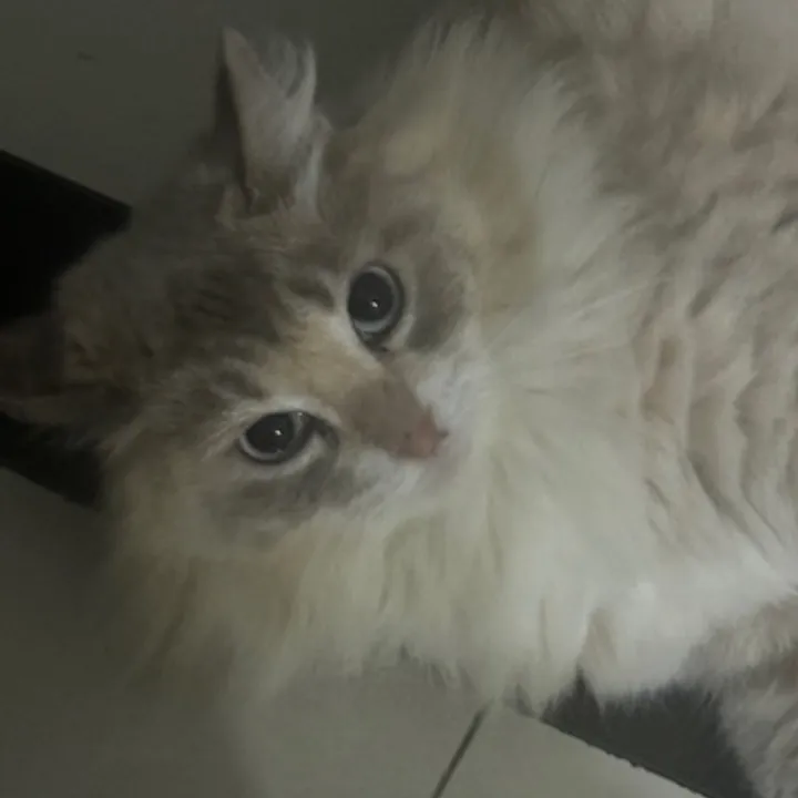 Alia