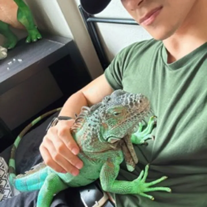 Iguana avatar